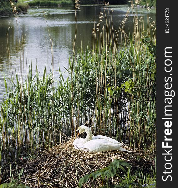 Beautiful white swan sitting on her nest. Beautiful white swan sitting on her nest