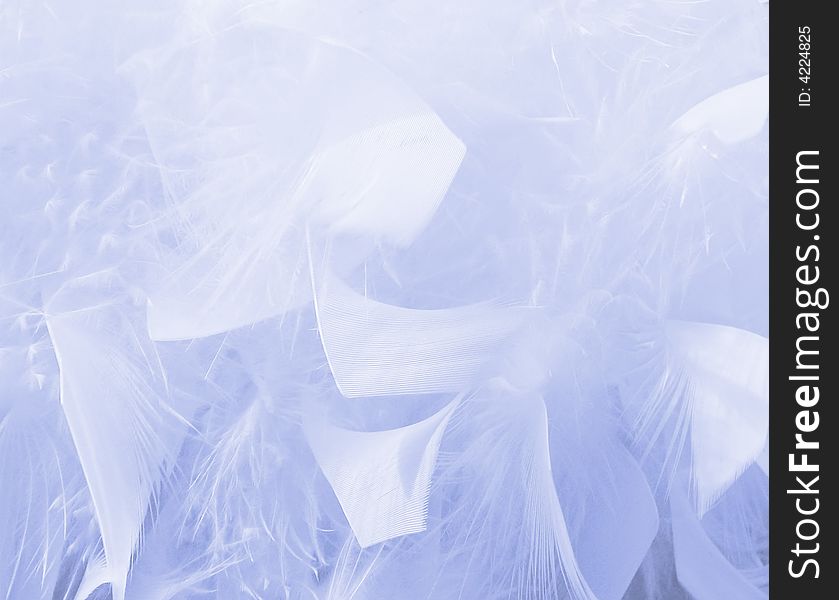 Close-up of bird feathers with blue tone effect. Close-up of bird feathers with blue tone effect
