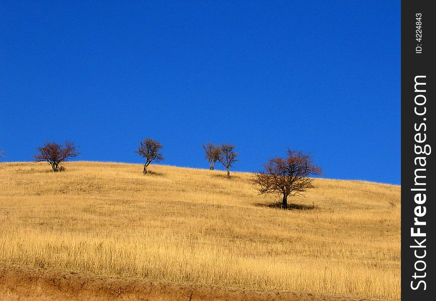 Poor trees in mountains on yellow grass and blue sky background. Poor trees in mountains on yellow grass and blue sky background