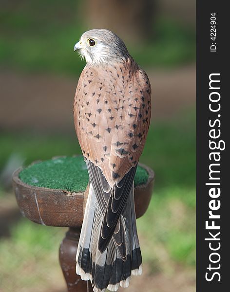 Para Grim falcon watching for handler commands.