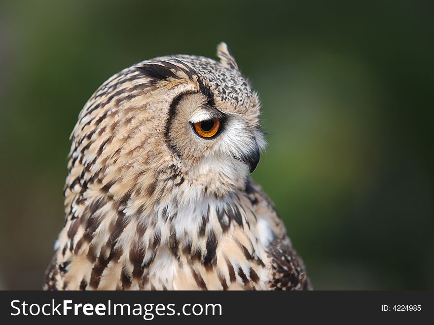 Type of horned owl found in europe. Type of horned owl found in europe