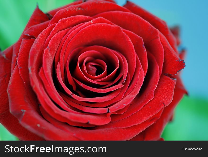 Single red rose closeup on blue-green background