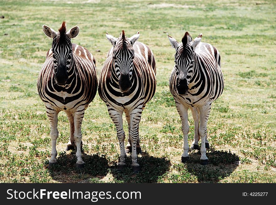 Three zebra standing side by side and facing front on