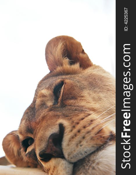 Close up look at the face of a lioness