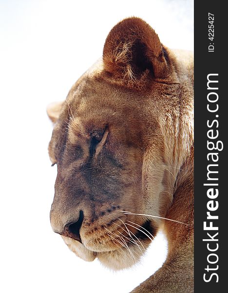 Close up view of a lioness looking down