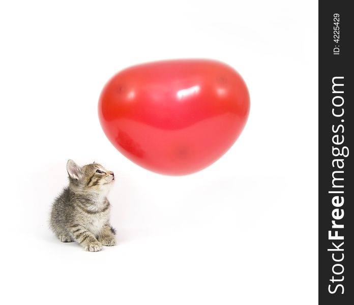 A kitten plays with a red heart shaped Valentines Day Balloon on white background. A kitten plays with a red heart shaped Valentines Day Balloon on white background