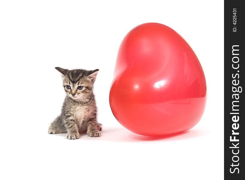 A kitten plays with a red heart shaped Valentines Day Balloon on white background. A kitten plays with a red heart shaped Valentines Day Balloon on white background