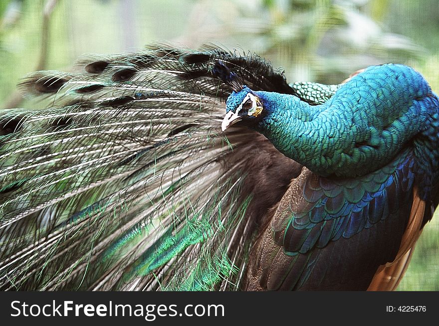 A peacock stretching and twisting its neck to look