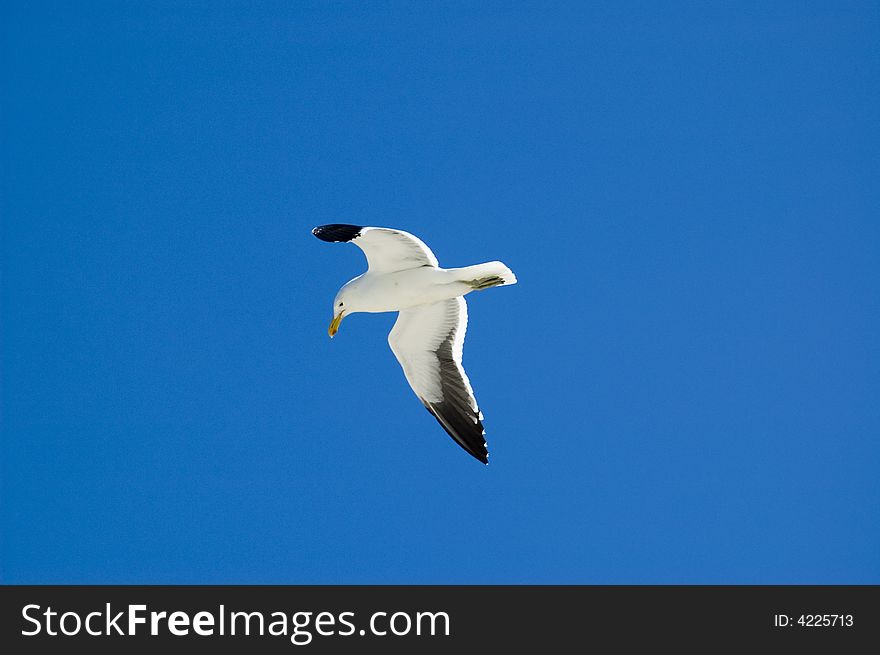 A seagull coasting against a clear blue sky background in search for a snack.