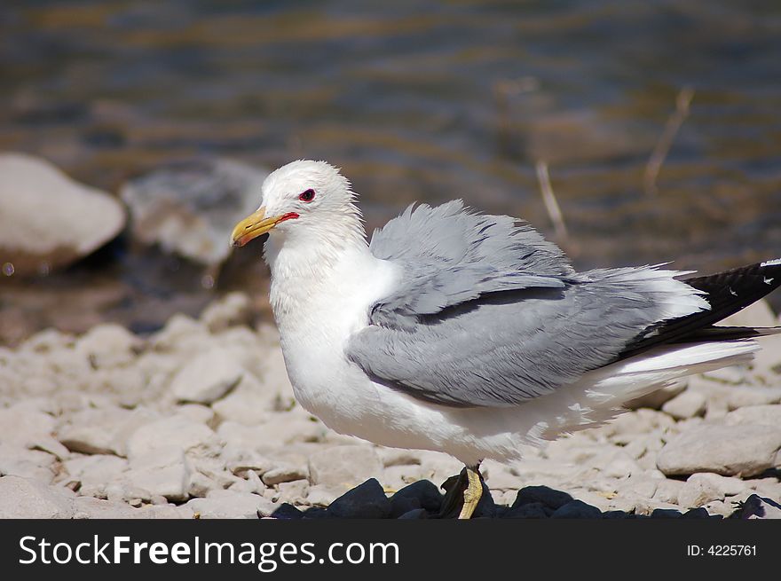 Seagull on the lake side. Seagull on the lake side