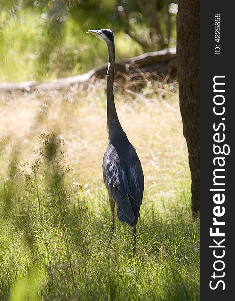 Heron resting in the grasses.