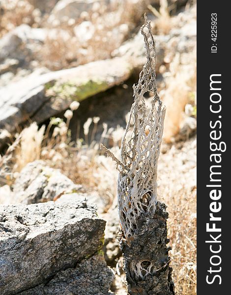 Cholla cactus skeleton exposed in the Arizona desert.