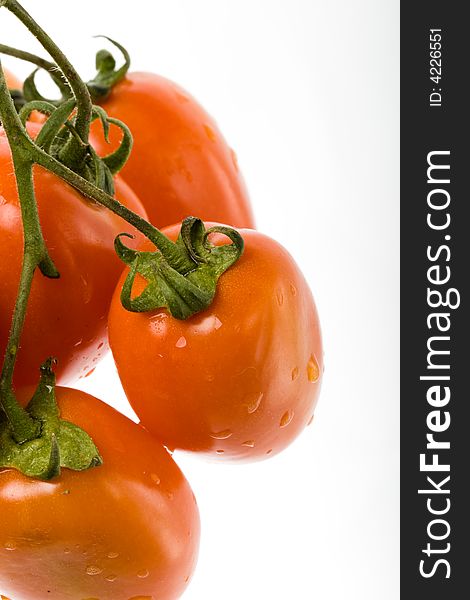 Isolated branch of red tomato on the white background. Isolated branch of red tomato on the white background