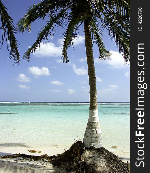 Palm tree on beach in caribbean