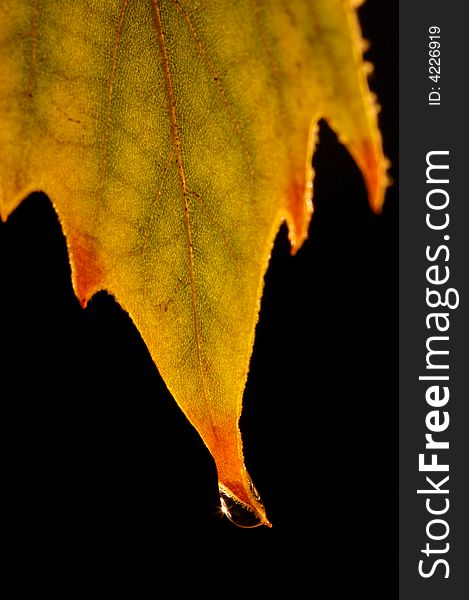 A shot of a leaf backlit. A shot of a leaf backlit