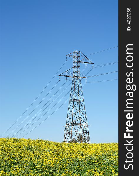 Power line in a bright and vibrant field of canola. Power line in a bright and vibrant field of canola