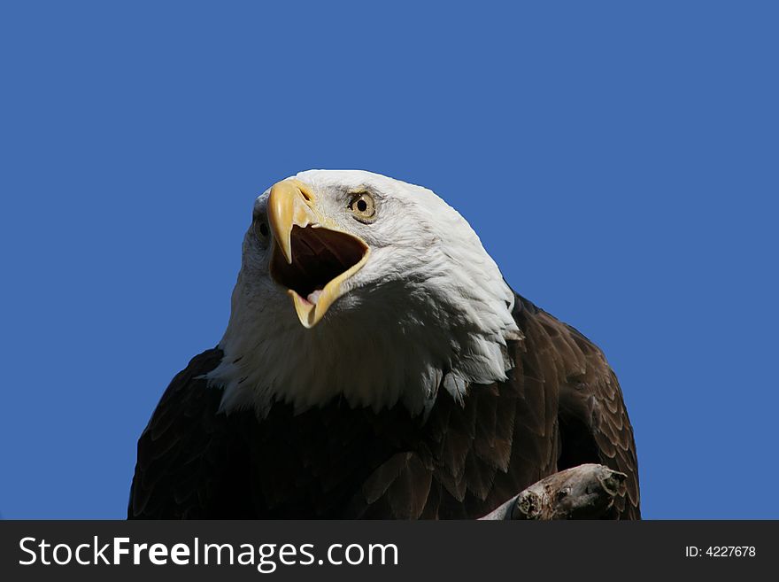 A magestic Bald Eagle close-up with mouth open against blue background with room for message. A magestic Bald Eagle close-up with mouth open against blue background with room for message.