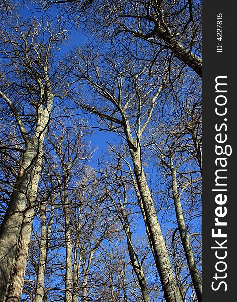 Tall cypress trees reaching up to a beautiful blue sky. Tall cypress trees reaching up to a beautiful blue sky.