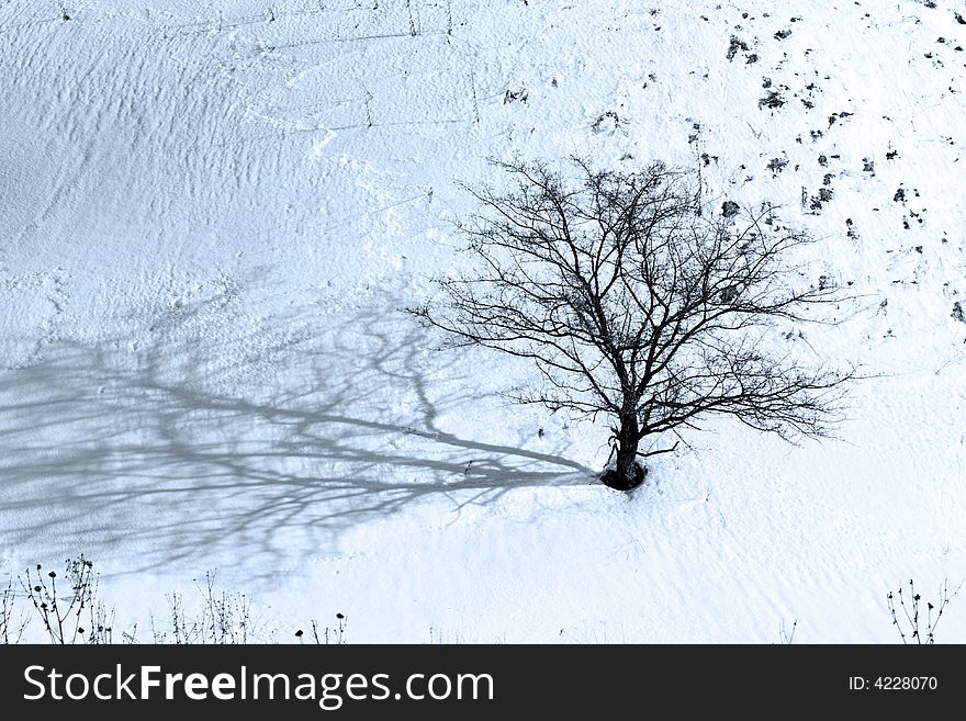 Alone tree among snow field