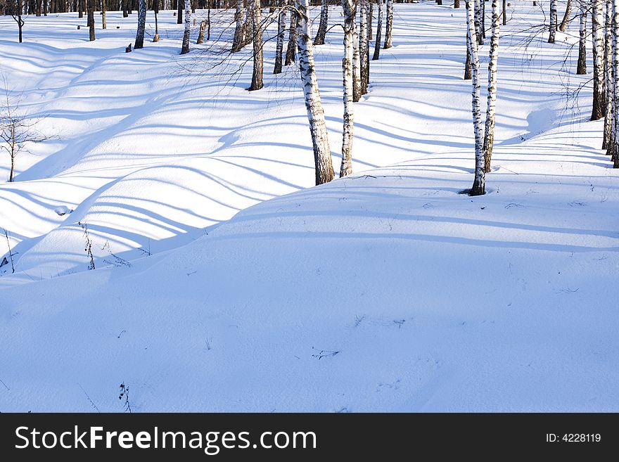 Shadows of trees in the winter forest