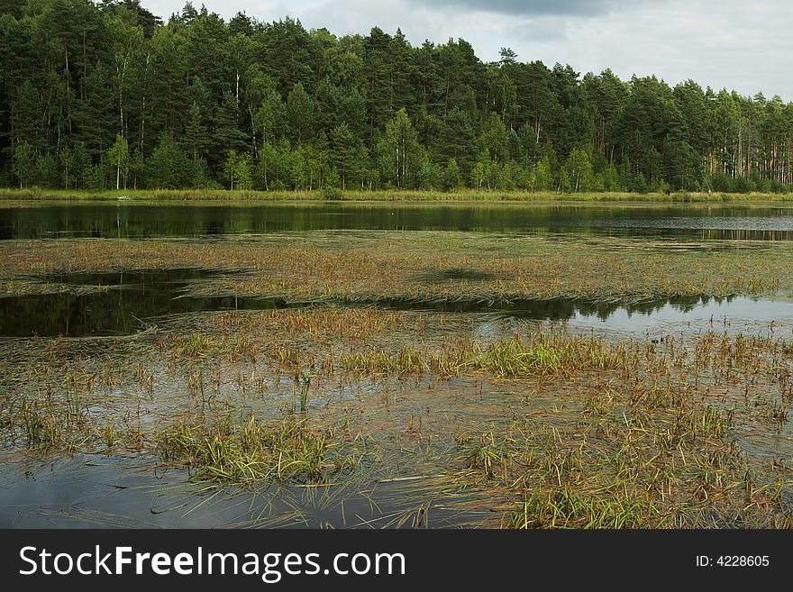 Pond with pines on coast