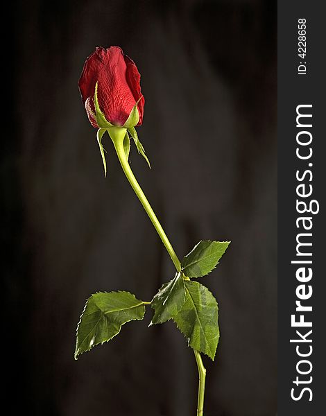 A red rose with green leaves on black background