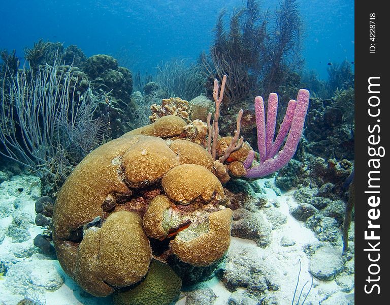 Corals and sponges in the Caribbean Sea. Corals and sponges in the Caribbean Sea