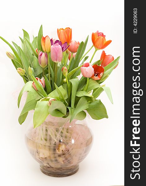 Bouquet of fresh tulips in vase on white background