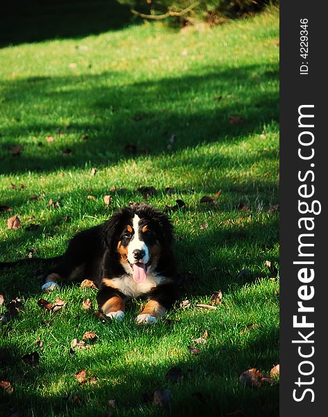 Dog lying on the grass and having rest. Dog lying on the grass and having rest