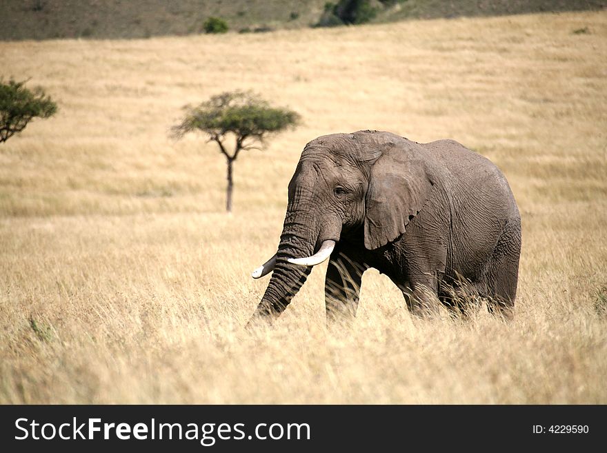 Elephant walking through the grass in the Masai Mara Reserve (Kenya)