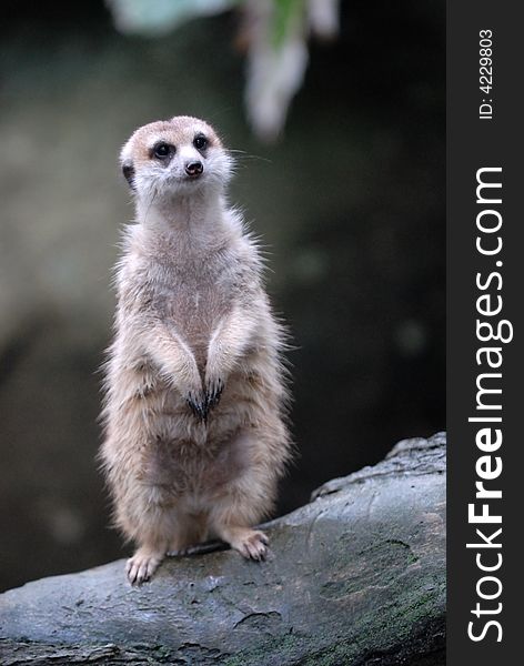 Meerkat at singapore zoological garden. Meerkat at singapore zoological garden