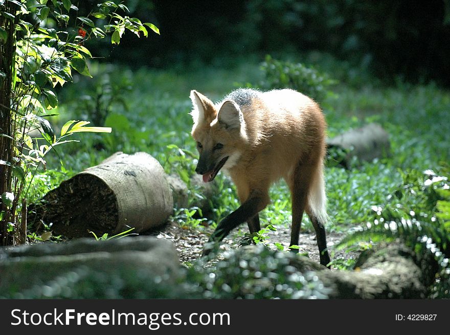 A fox at singapore zoological garden. A fox at singapore zoological garden
