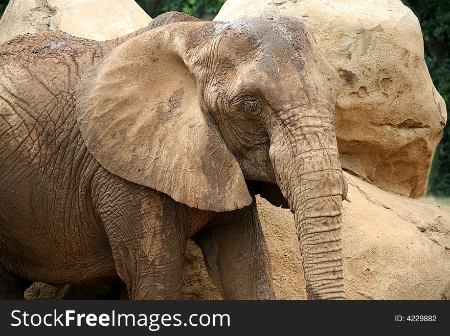 Elephant poses in front of rocks