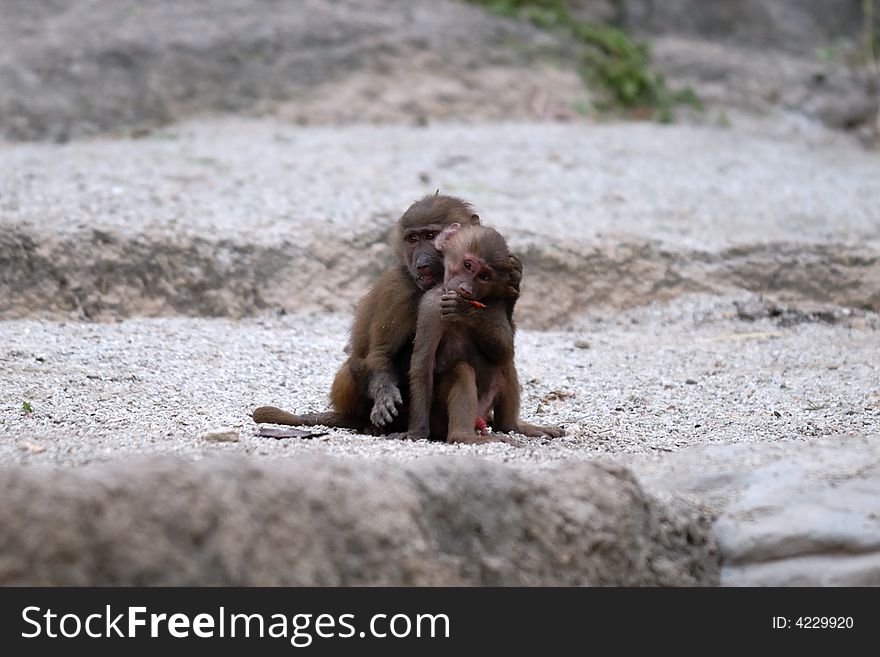Two monkeys in singapore zoological garden