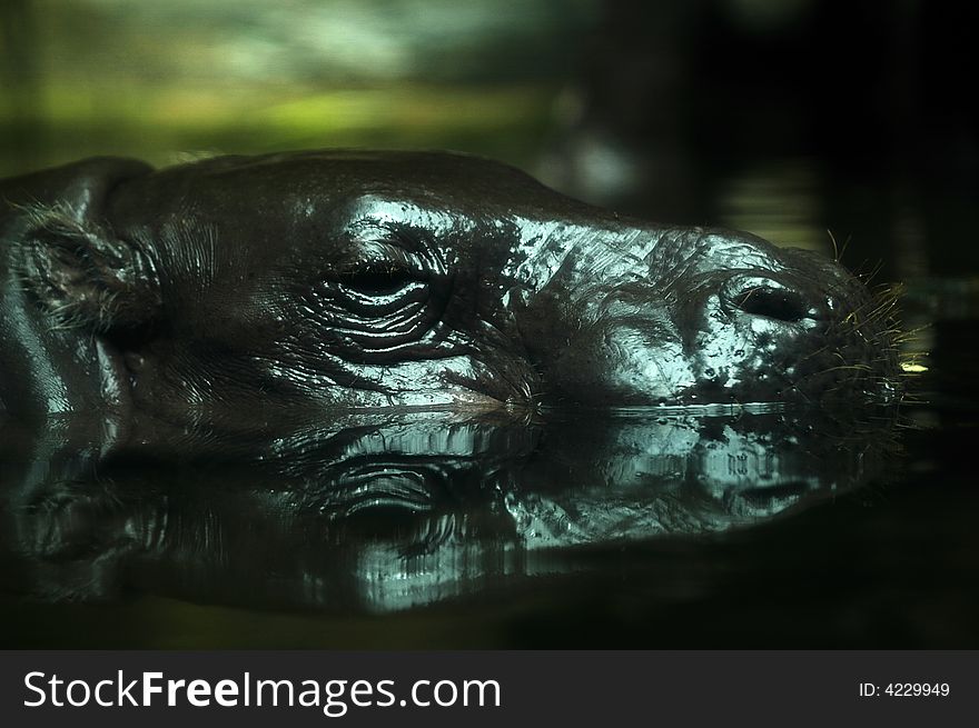 Hippopotamus in singapore zoological garden