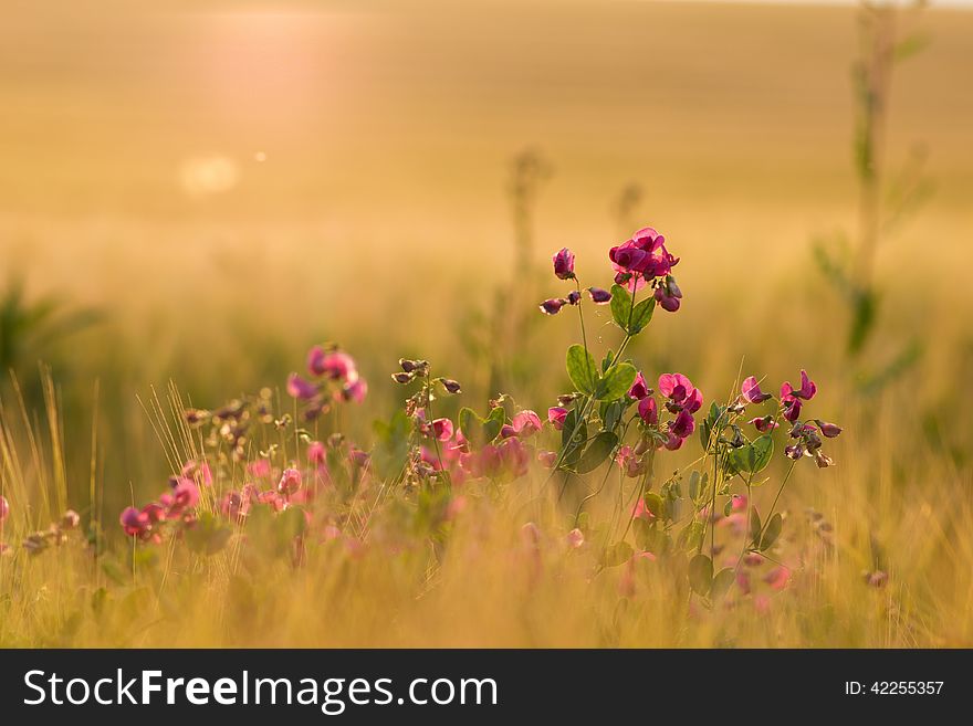 Pink flowers in sunset backlight