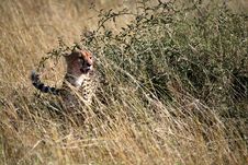 Cheetah In The Grass Stock Images Cheetah In The Grass Stock Images