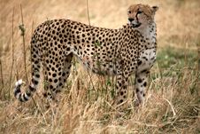Cheetah Standing In The Grass Royalty Free Stock Image Cheetah Standing In The Grass Royalty Free Stock Image
