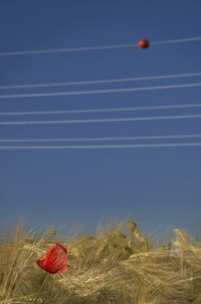 Red Flower In Wheat Stock Photos Red Flower In Wheat Stock Photos