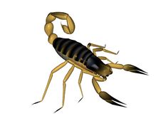Scorpion Stock Image Scorpion Stock Image