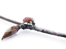 Ladybird Royalty Free Stock Photo