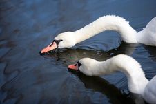 Two Lovely Swans Stock Photo Two Lovely Swans Stock Photo