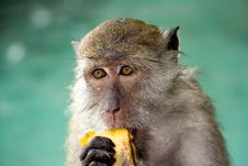 Macque Mokey Eating A Banana Stock Photos