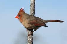 Blue Sky Cardinal Royalty Free Stock Photos