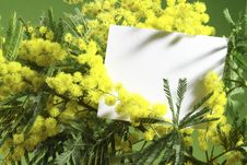 Mimosa Flowers With Blank Card Stock Photo Mimosa Flowers With Blank Card Stock Photo