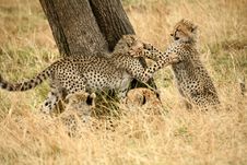 Cheetah Cubs At Play In The Grass Royalty Free Stock Photo