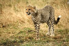 Cheetah Cub Standing In The Grass Royalty Free Stock Photo