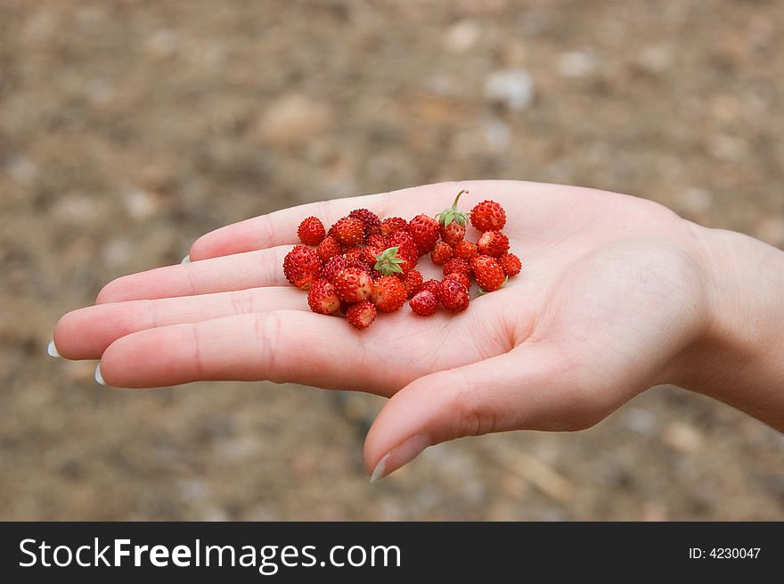 Wild strawberry in hands at the girl