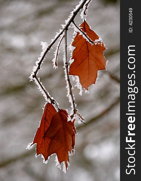 On photo are three foils of oak with white icing. On photo are three foils of oak with white icing.