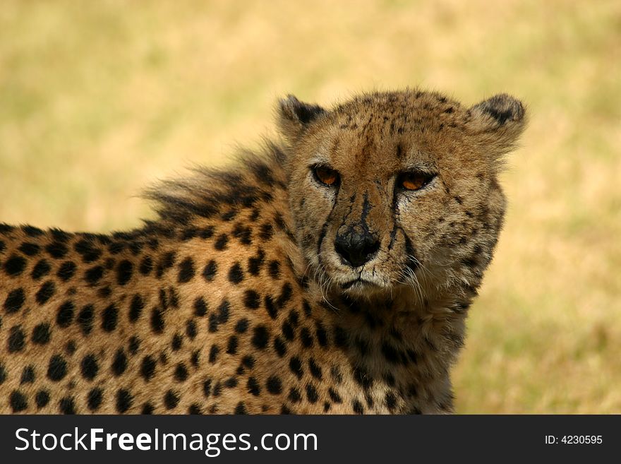 Scarred Cheetah Basking In The Sun